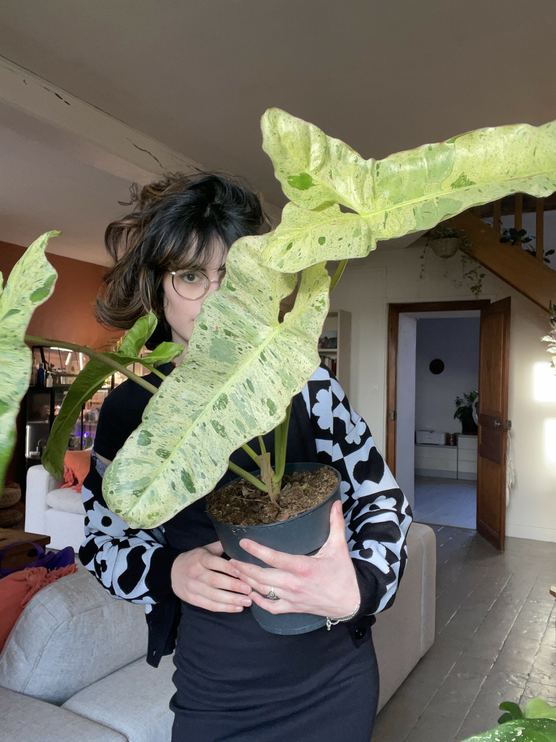 Plante d'intérieur, Melissa est une favorite de sa collection, un Philodendron !