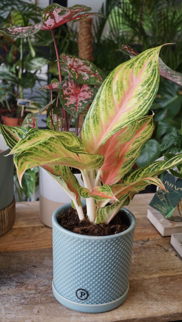 Aglaonema Eyecatcher