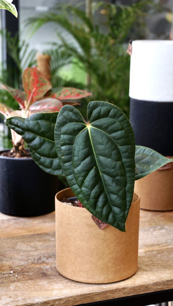 Anthurium Amazon Diamond