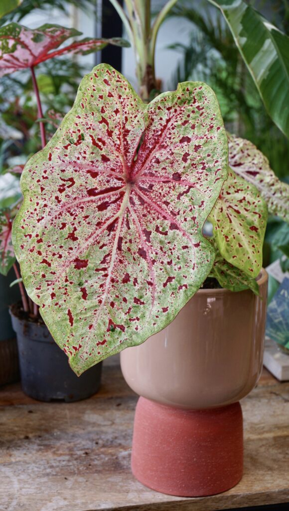 Un magnifique Caladium Miss Muffet