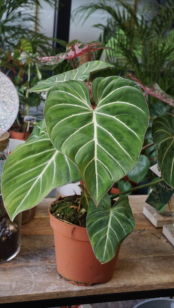 Philodendron Gloriosum Zebra