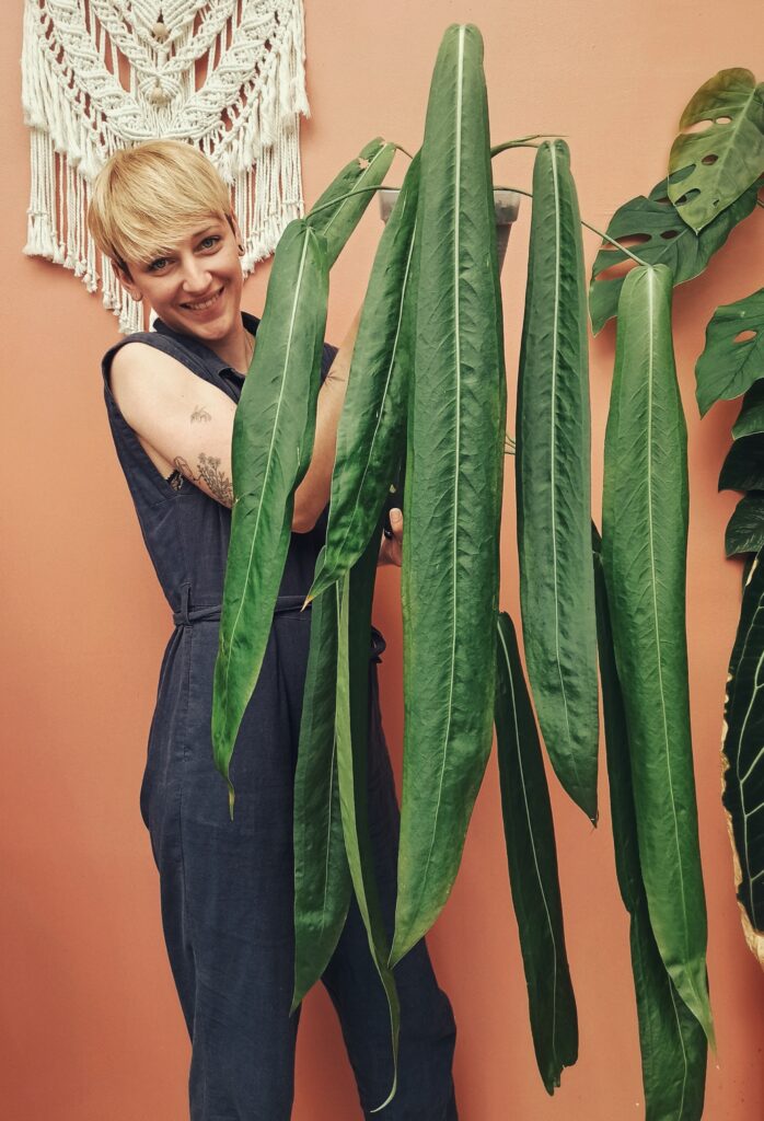 Anthurium Pallidiflorum