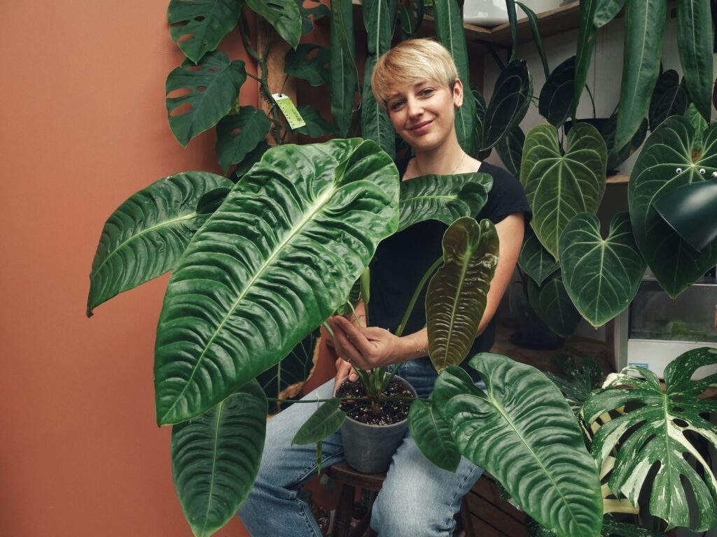 Anthurium Veitchii