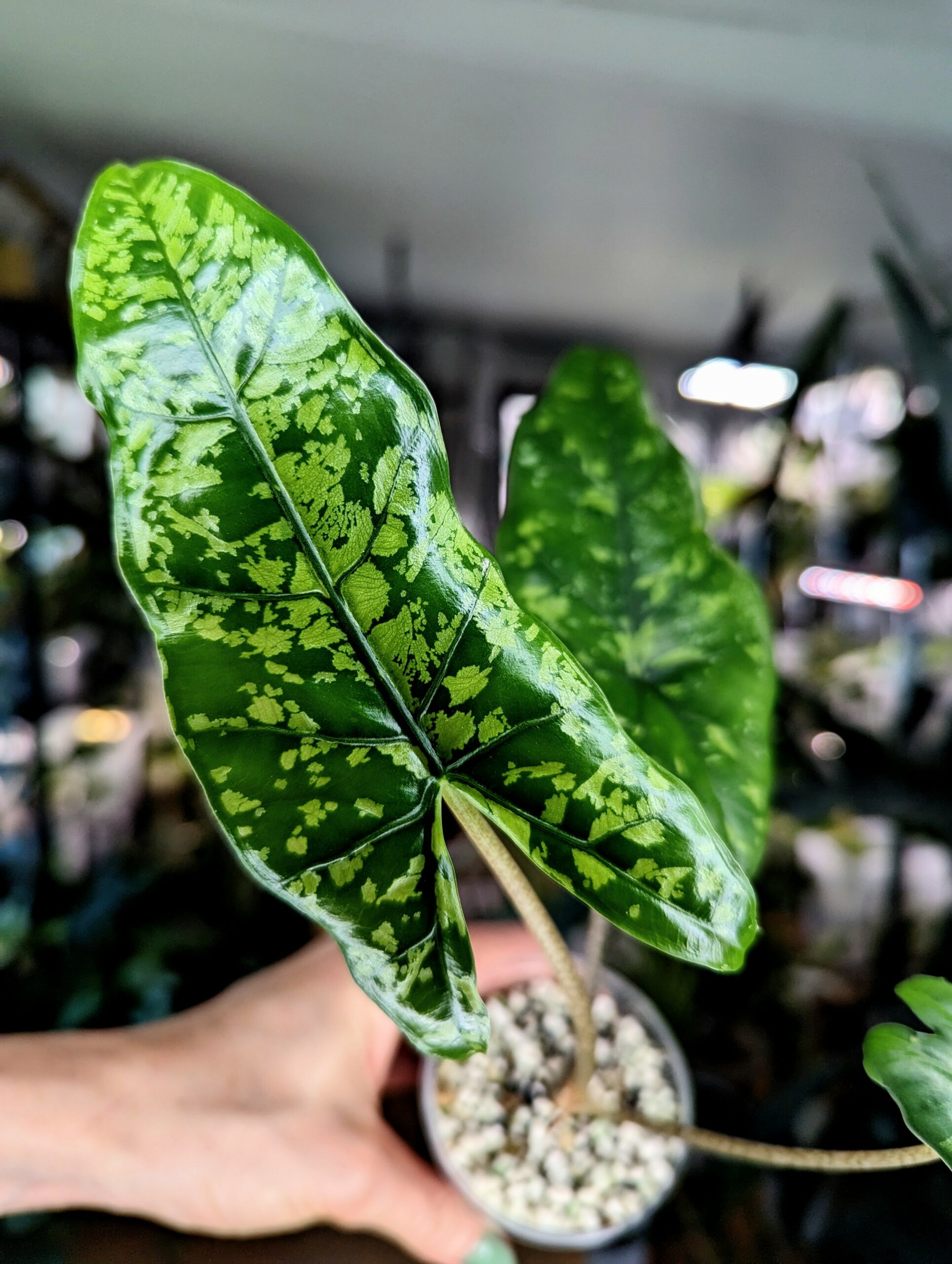 Alocasia Boyceana shattered glass