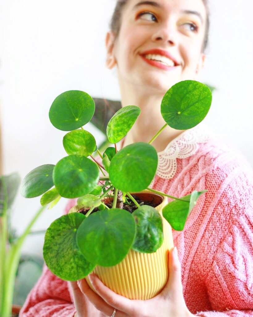 Pilea Mojito