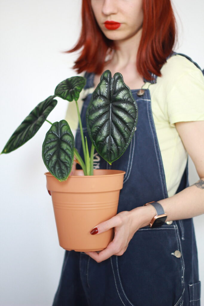 Alocasia Dragon Scale