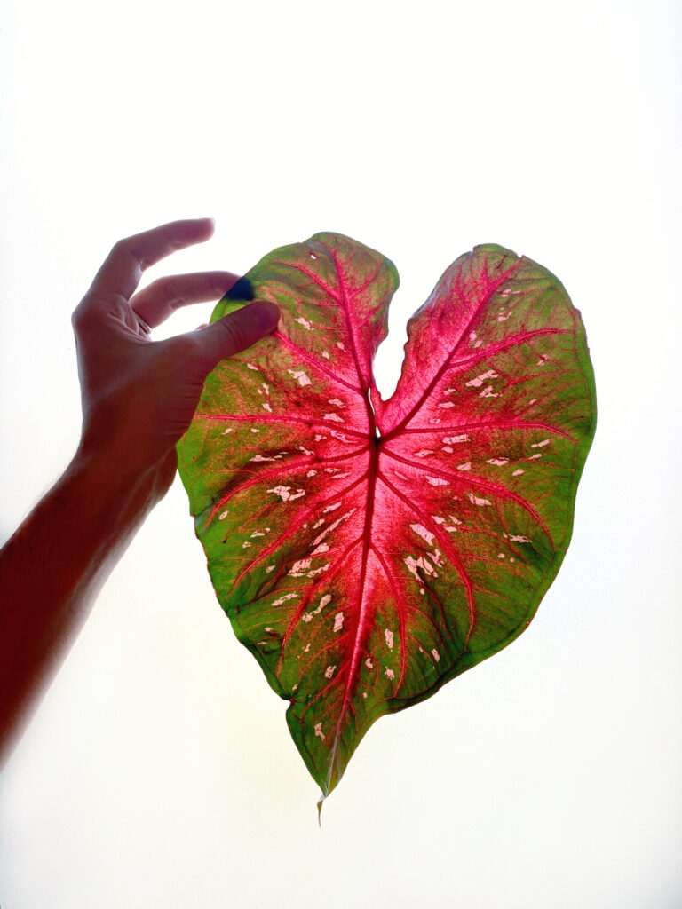 Caladium red flash