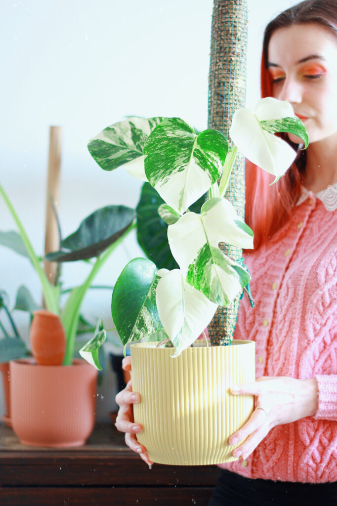 Monstera Albo Variegata