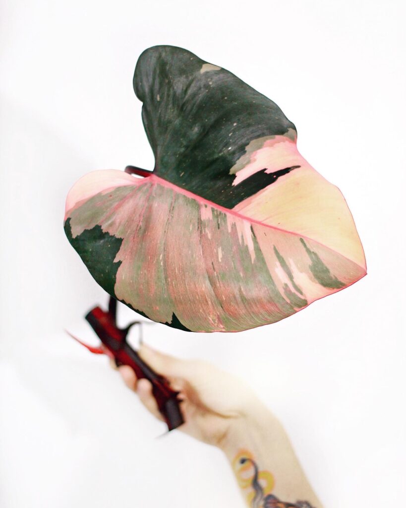 Philodendron Pink Princess