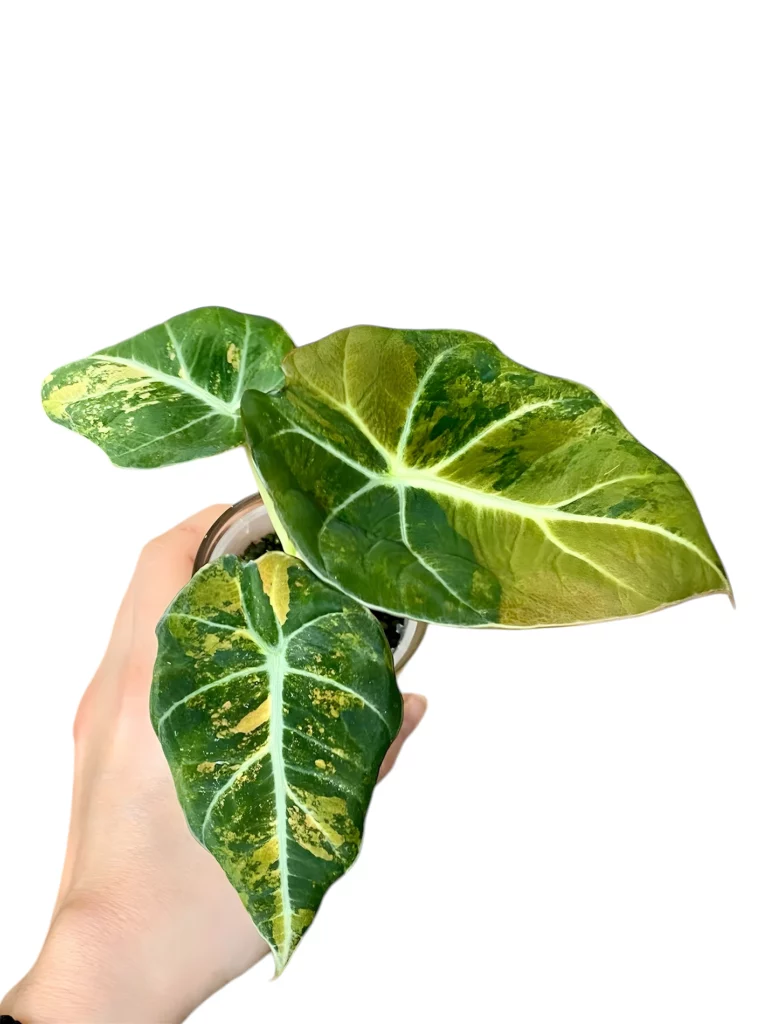 Alocasia Black Velvet Aurea Gold