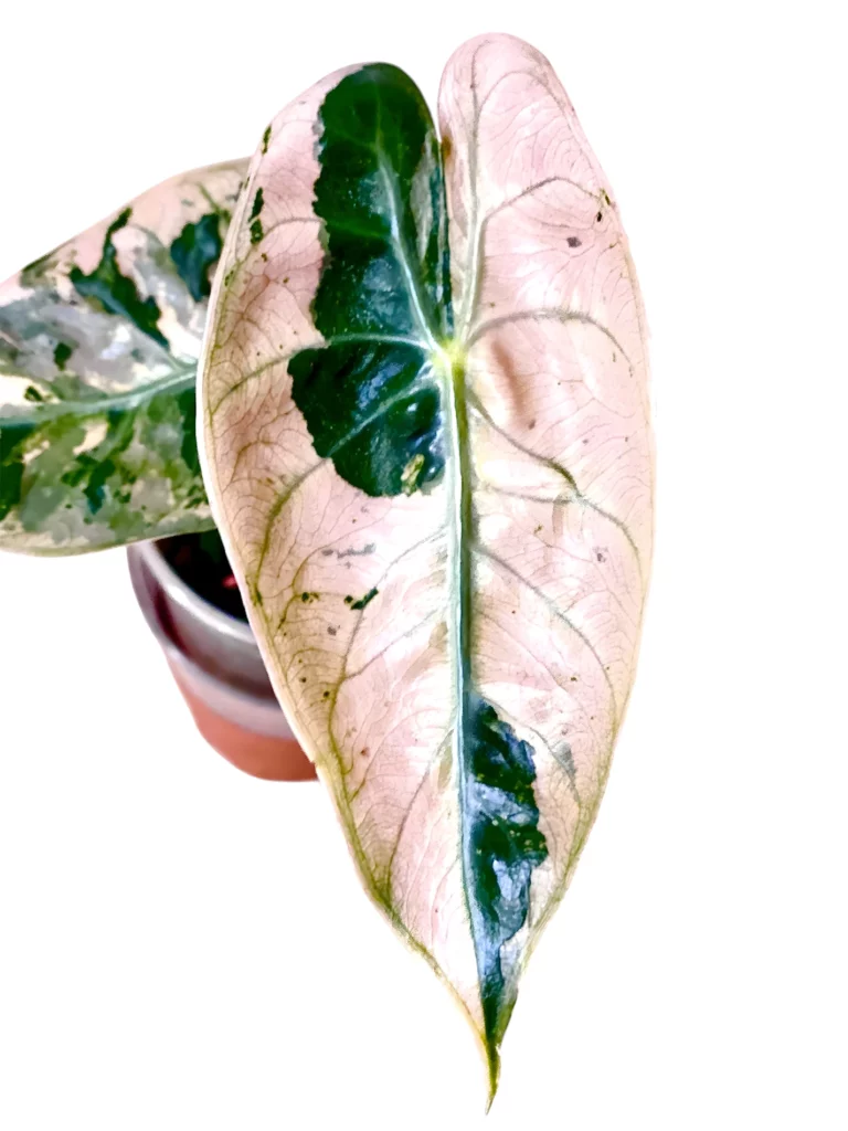 Alocasia Nairobi Night Pink Variegated 