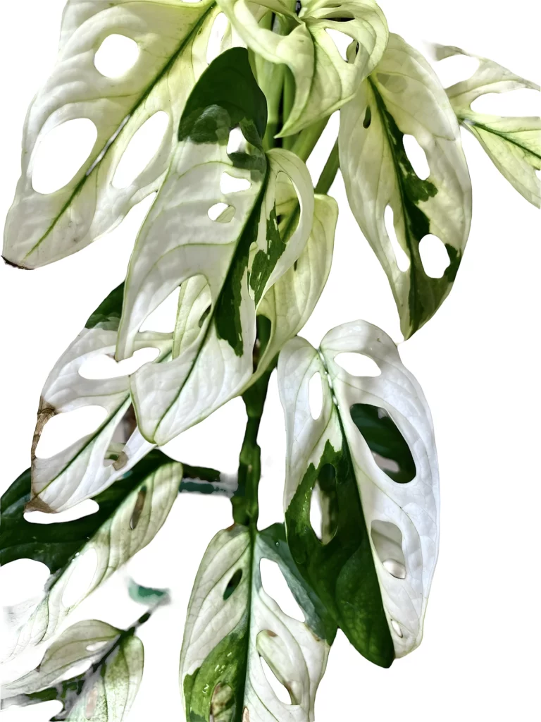 Monstera Adansonii Albo Variegated