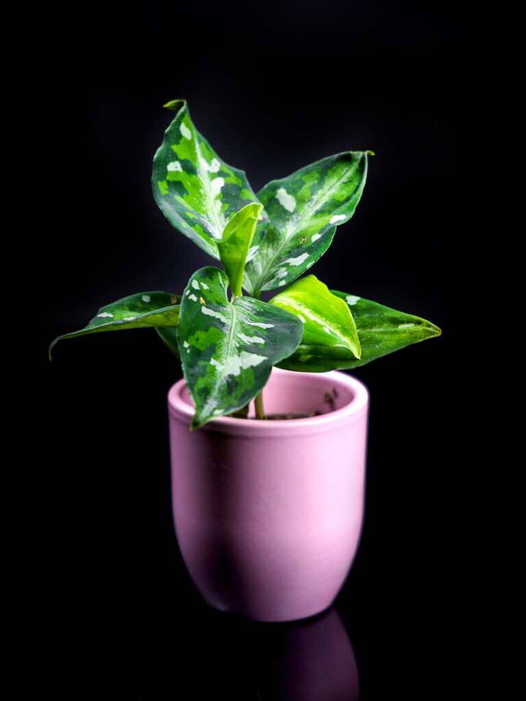 Aglaonema Pictum tricolor