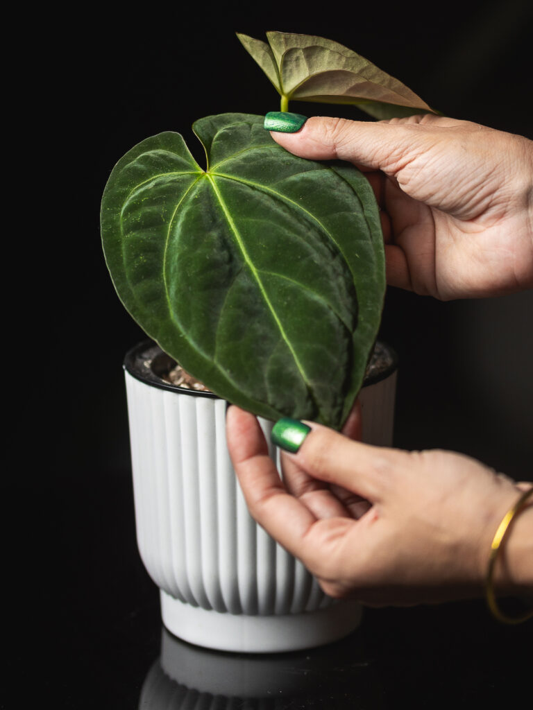 Anthurium Papy X Dorayaki