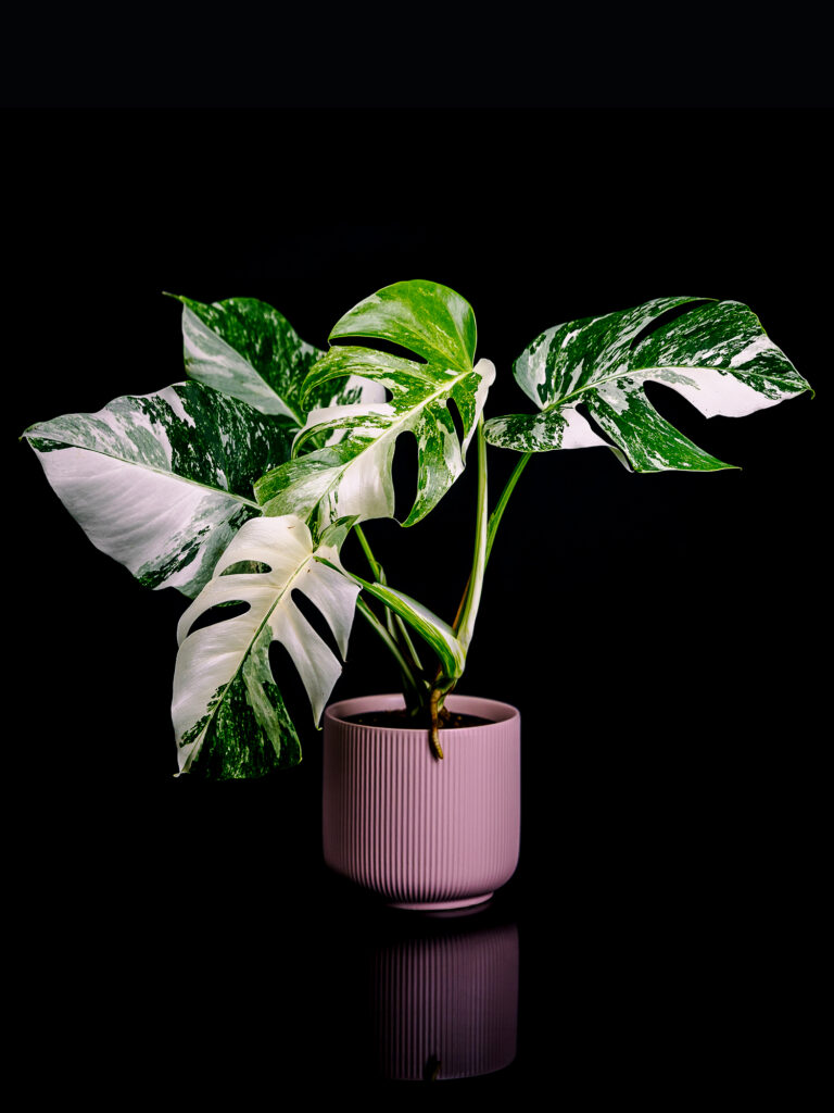 Monstera Albo Variegata