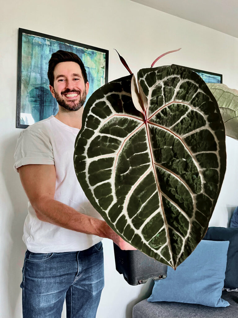 Baptiste amateur d’alocasias et d’anthuriums