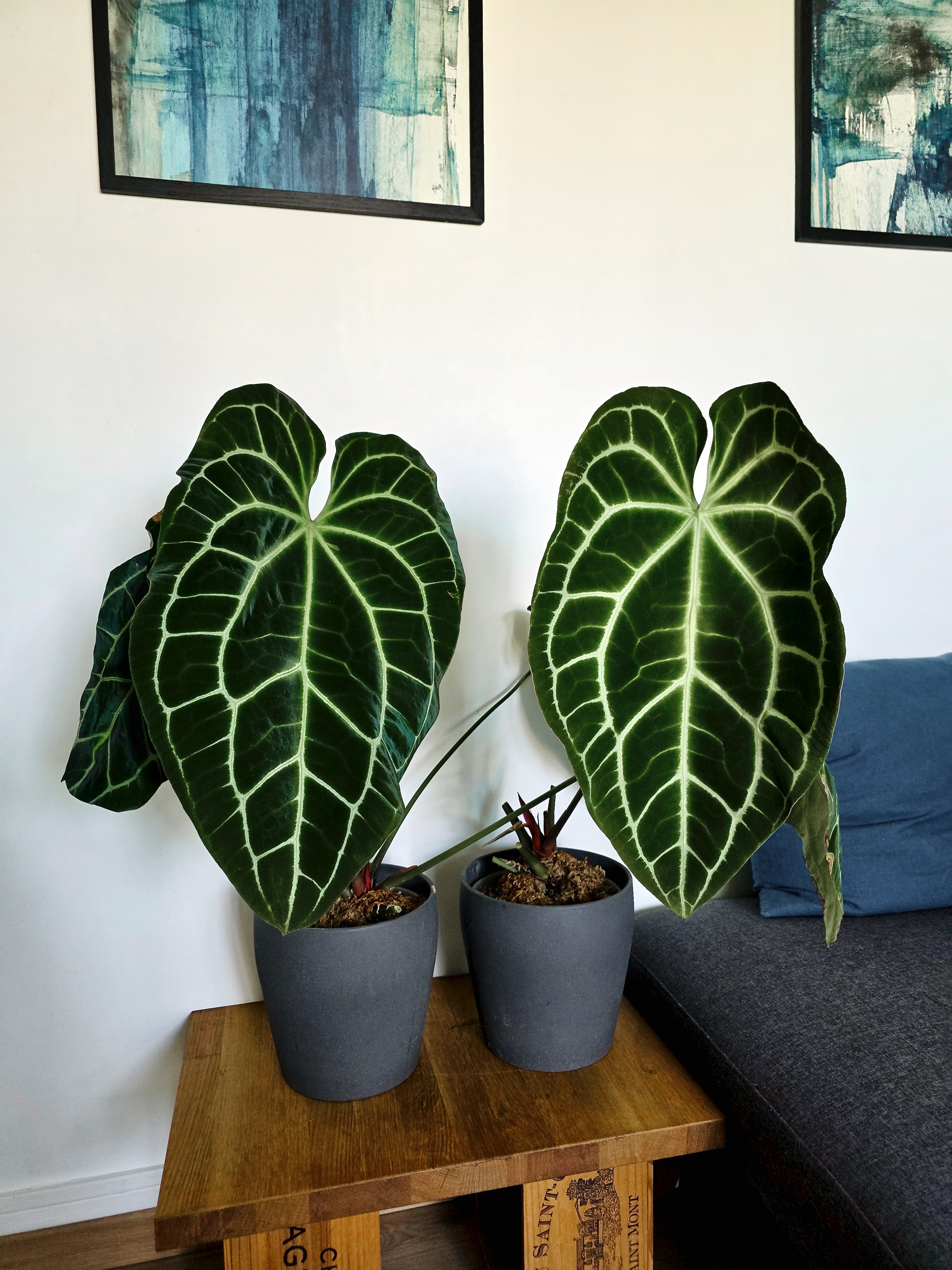 Anthuriums de la collection de Baptiste