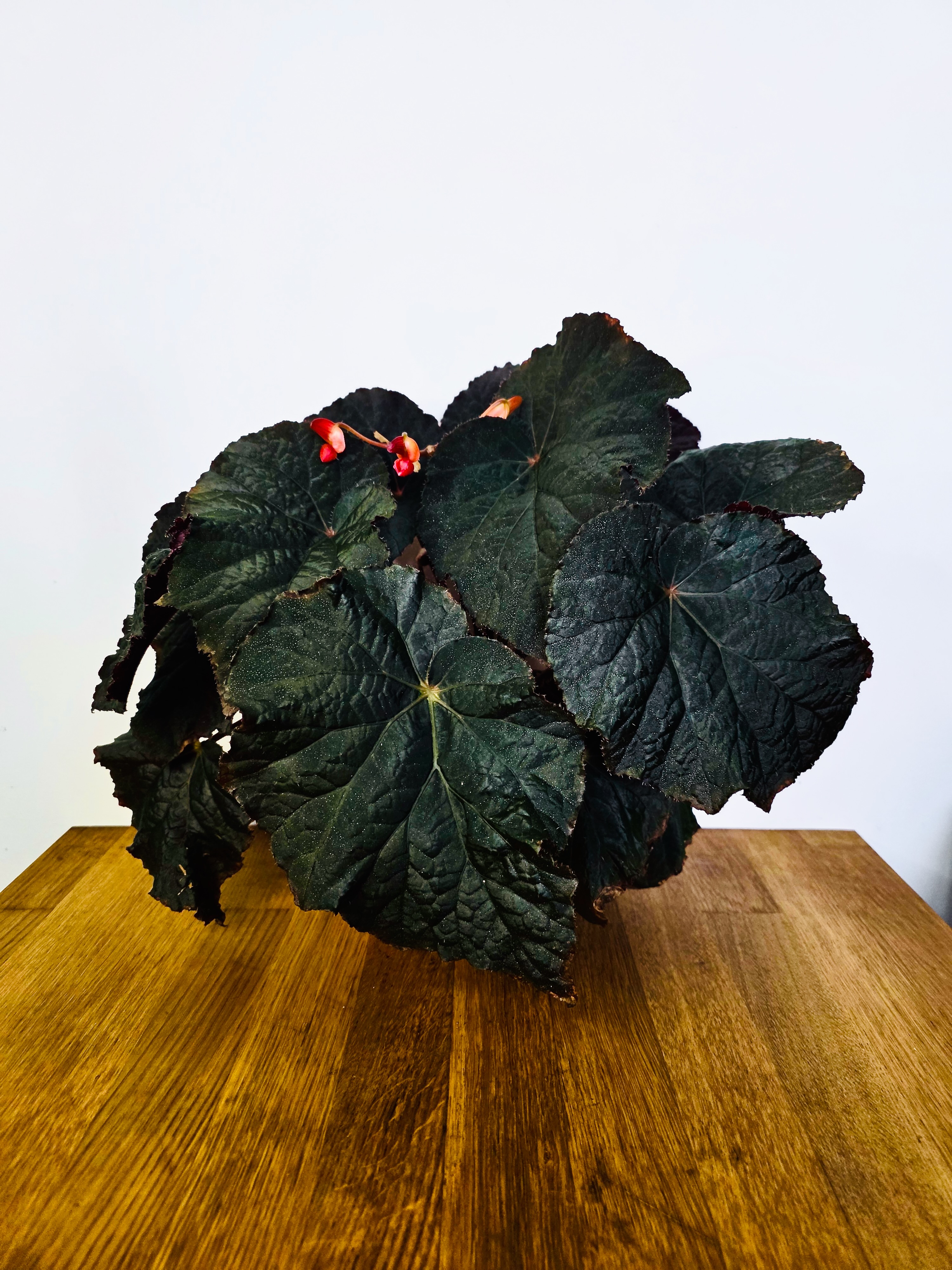 détail d’une plante tropicale de Baptiste