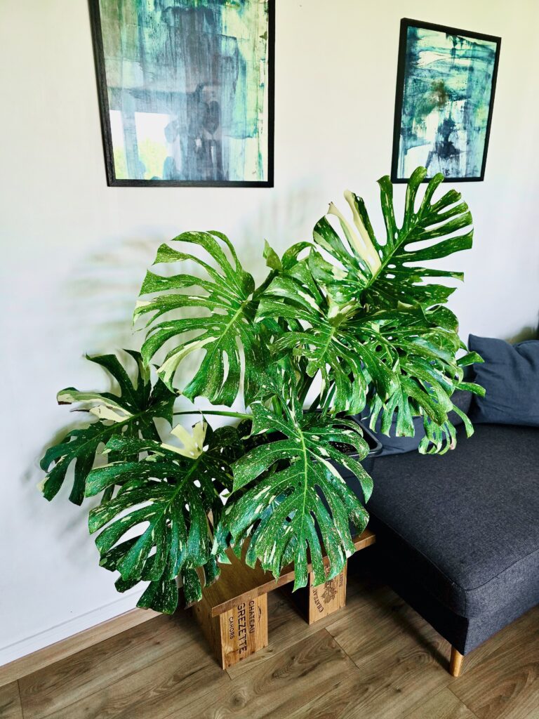 coin plantes vertes chez Baptiste