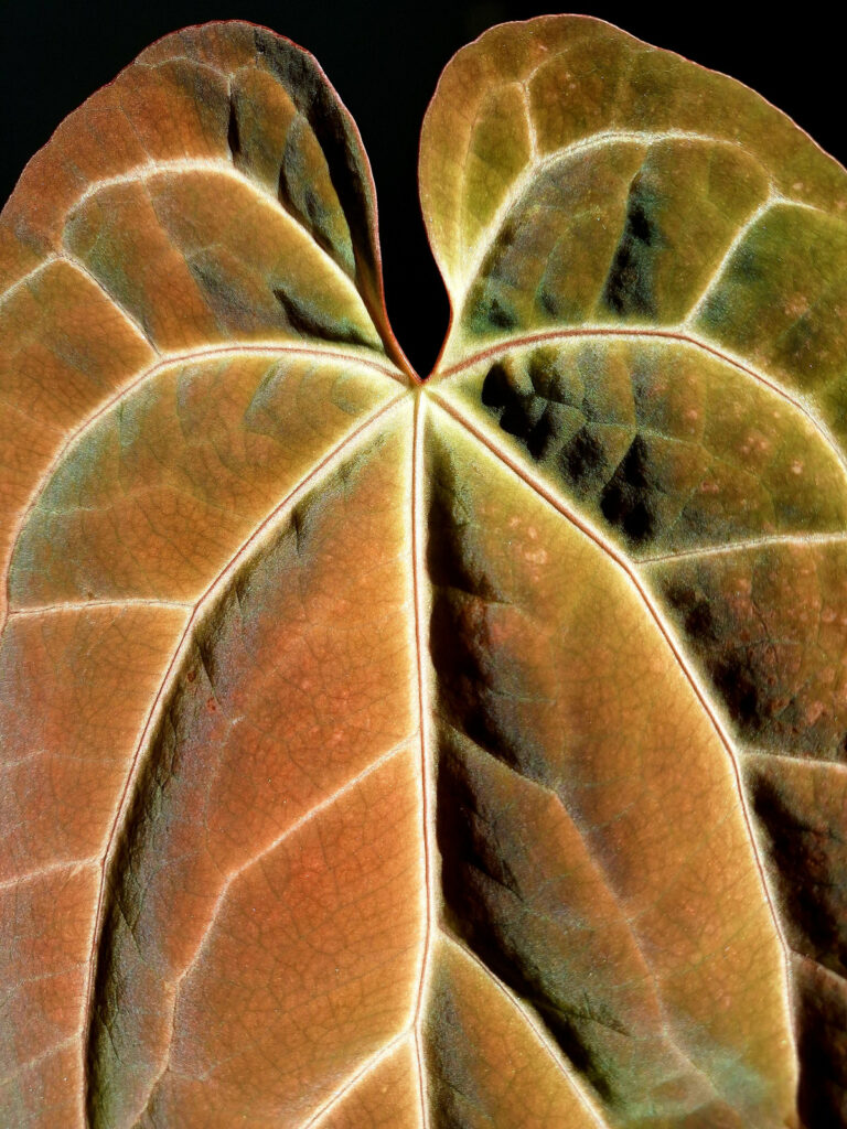 Anthurium