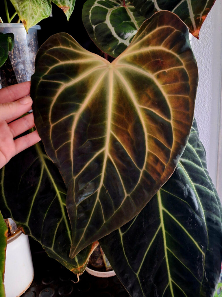 A. Besseae X (Zara x Michelle)