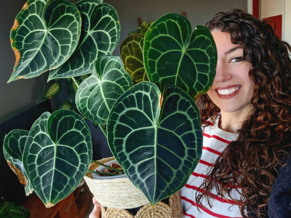 Anthurium Clarinervium