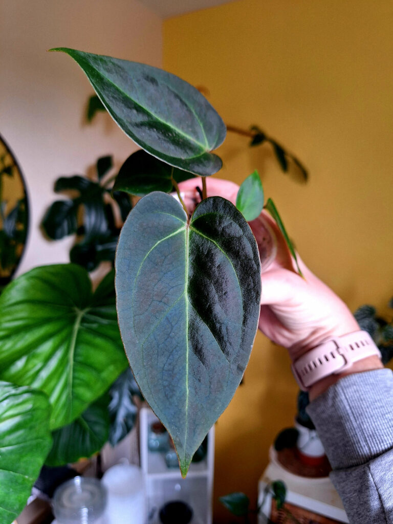 A. ForgettiBesseae X Velvet Moira