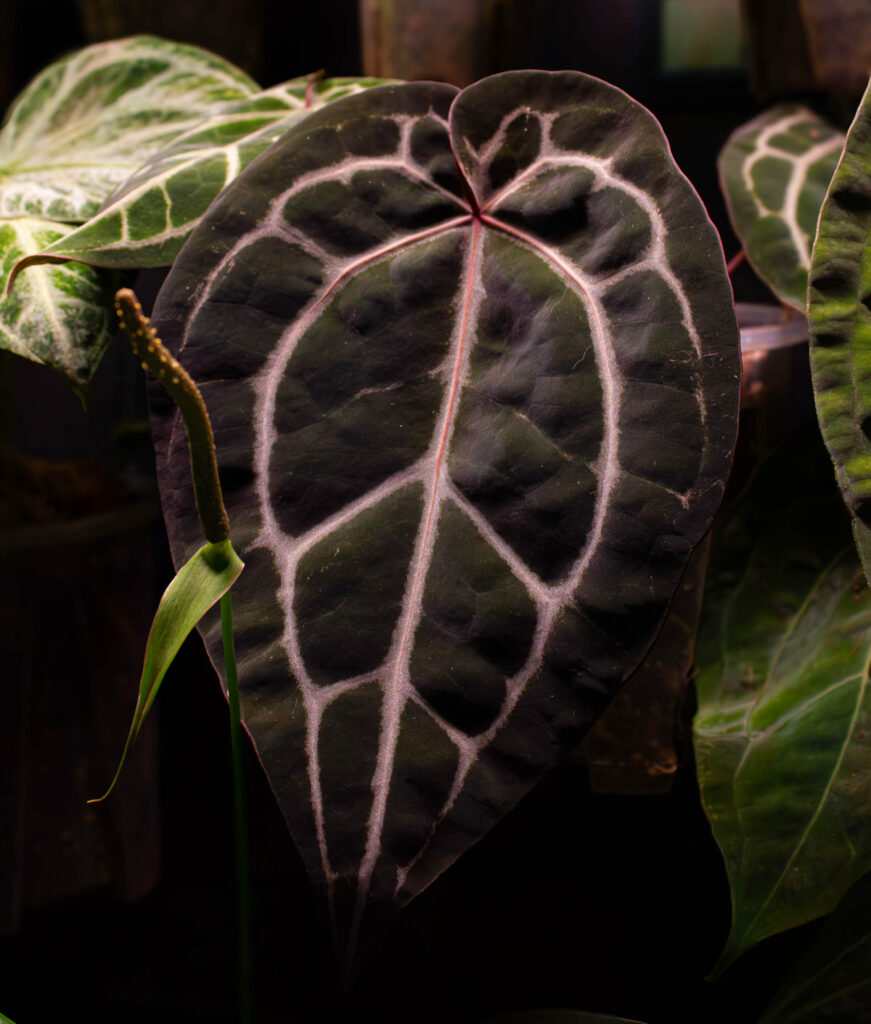 Anthurium Michelle