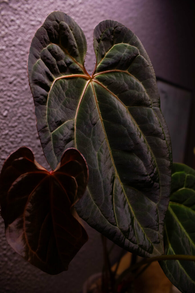 Anthurium PapiXone X red spider