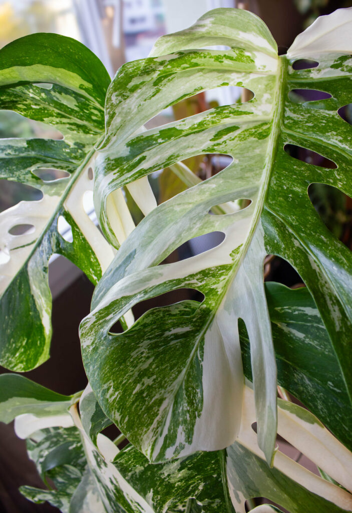 Monstera deliciosa albo var