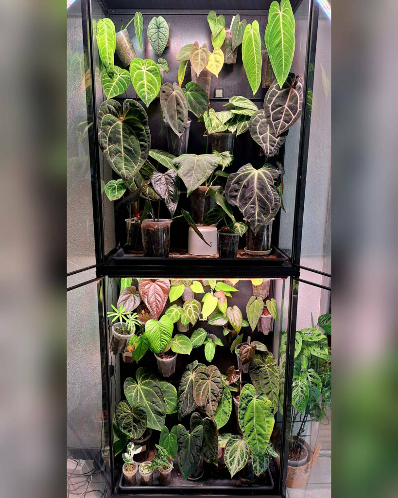 Vitrine Anthuriums