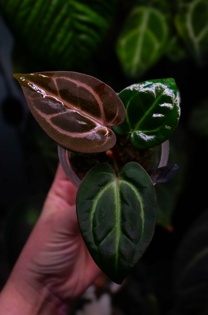 Anthurium Carla