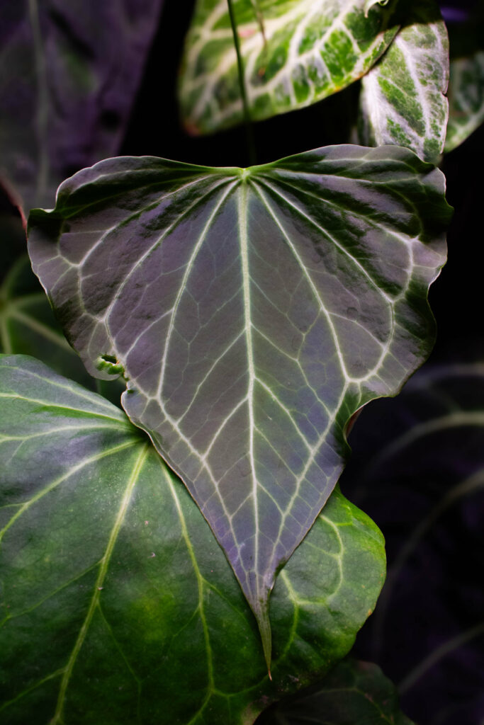 Anthurium delta force