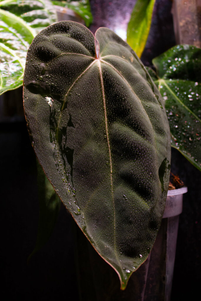 Anthurium (midnight velvet x 'red studd') X Carlablackiae NSE x