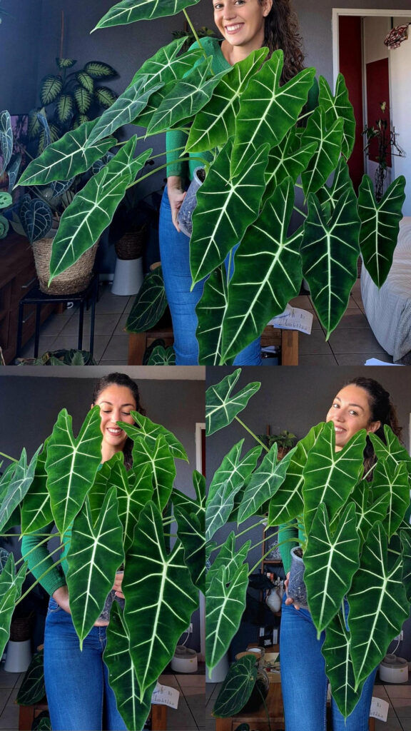 Alocasia frydek