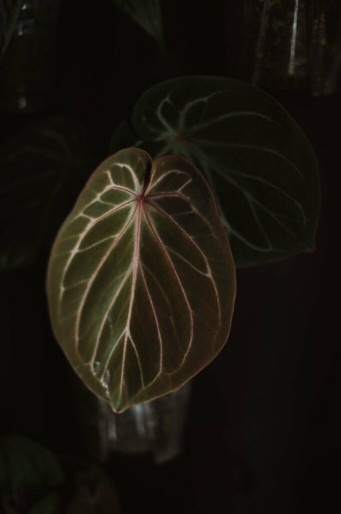 Anthurium KOS HU