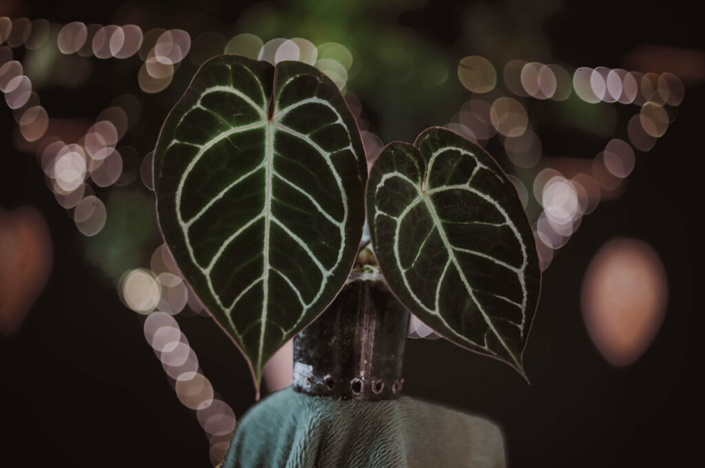 Anthurium crysta x