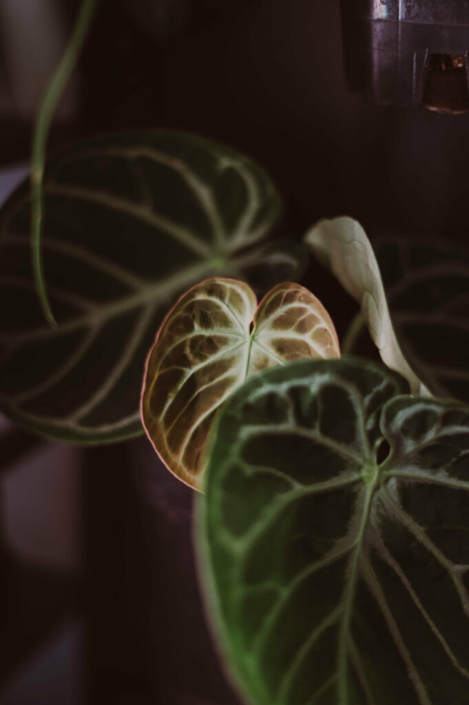 Anthurium dorayaki