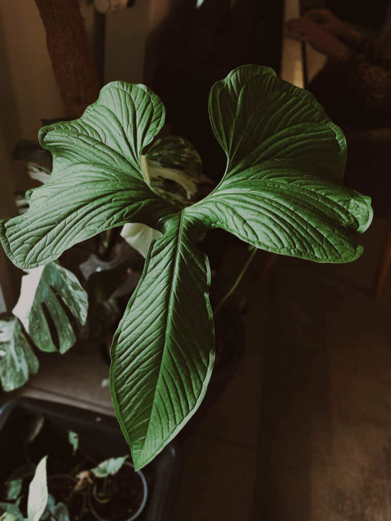Anthurium draconopterum