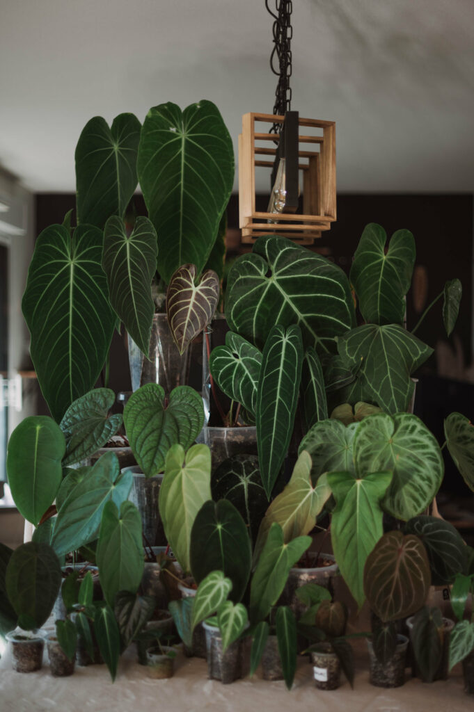 Anthuriums, la "tribu"