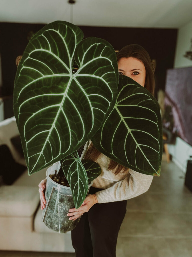 Anthurium regale