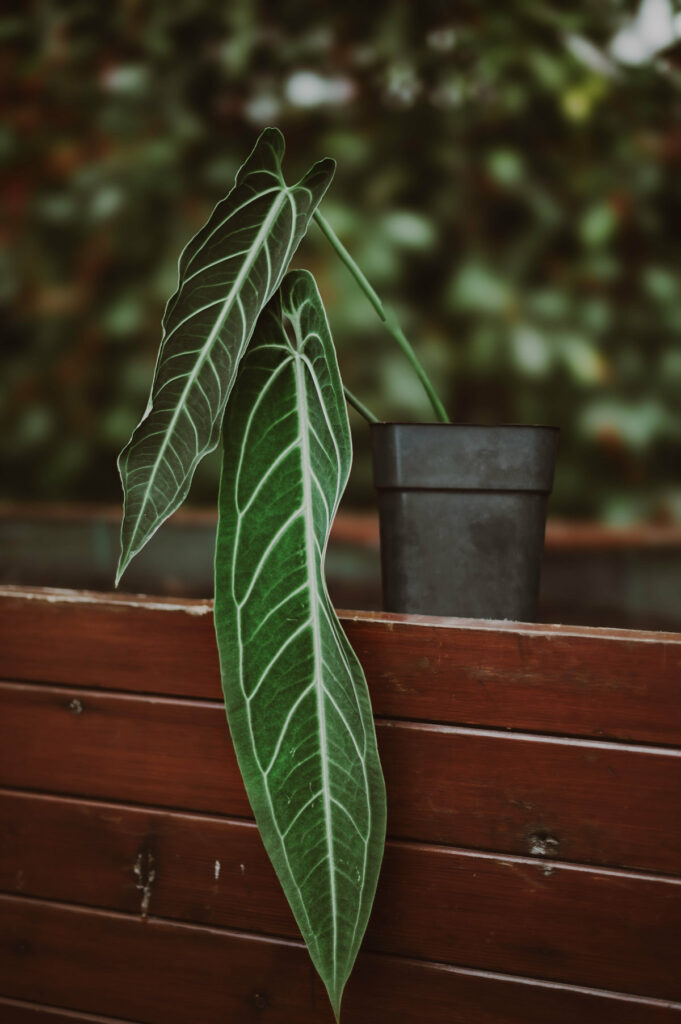 Anthurium warocqueanum