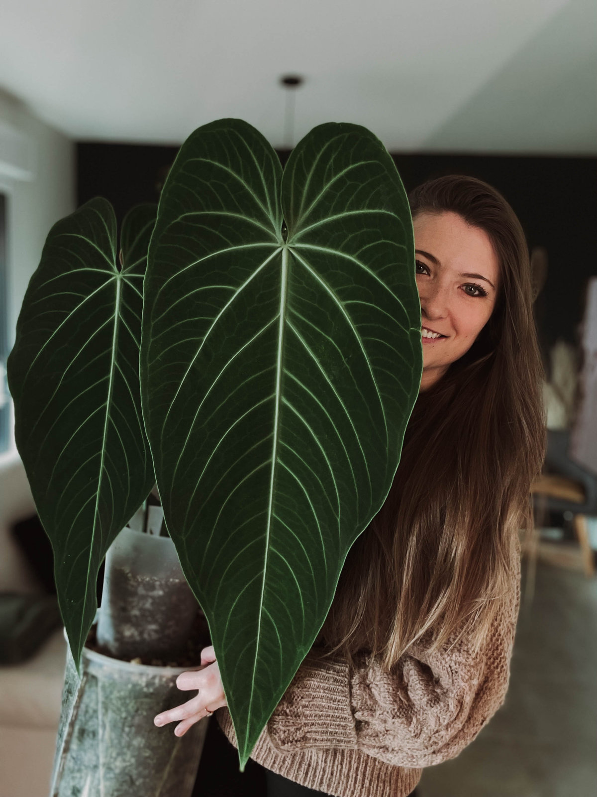 Anthurium warocqueanum x waterburyanum 2