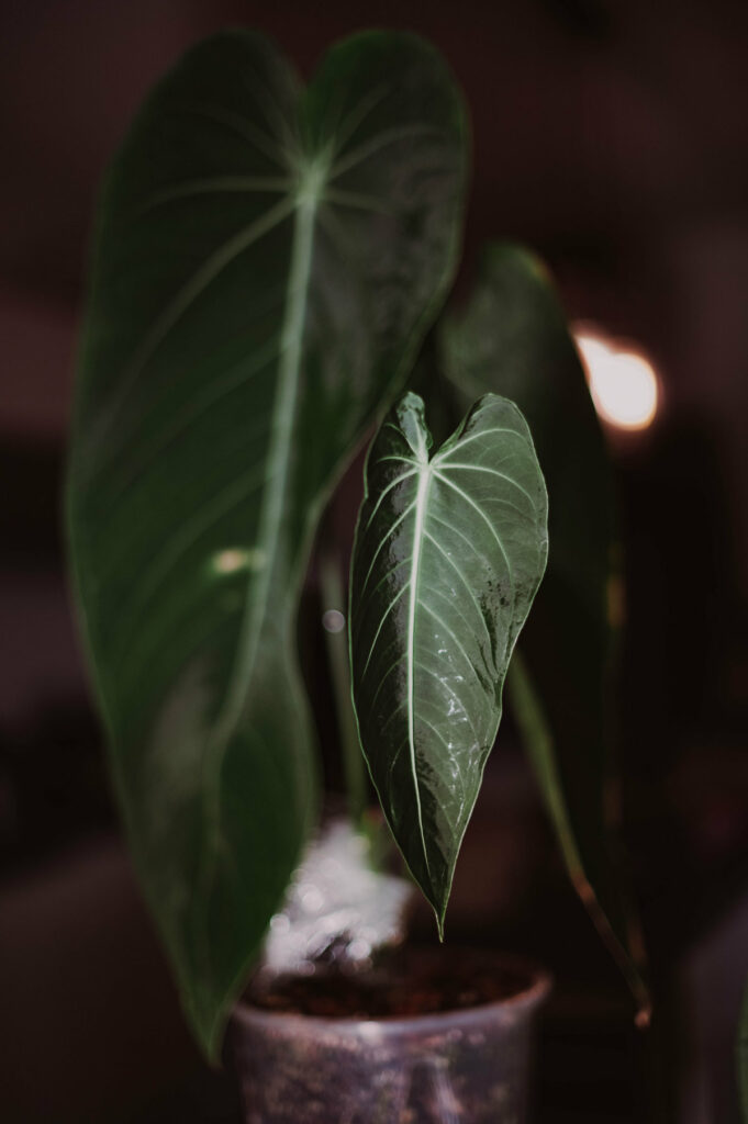 Anthurium warocqueanum x waterburyanum
