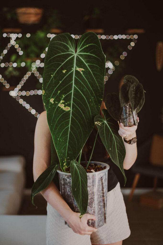 Anthurium warocqueanum x waterburyanum à gauche et AOS dark form à droite