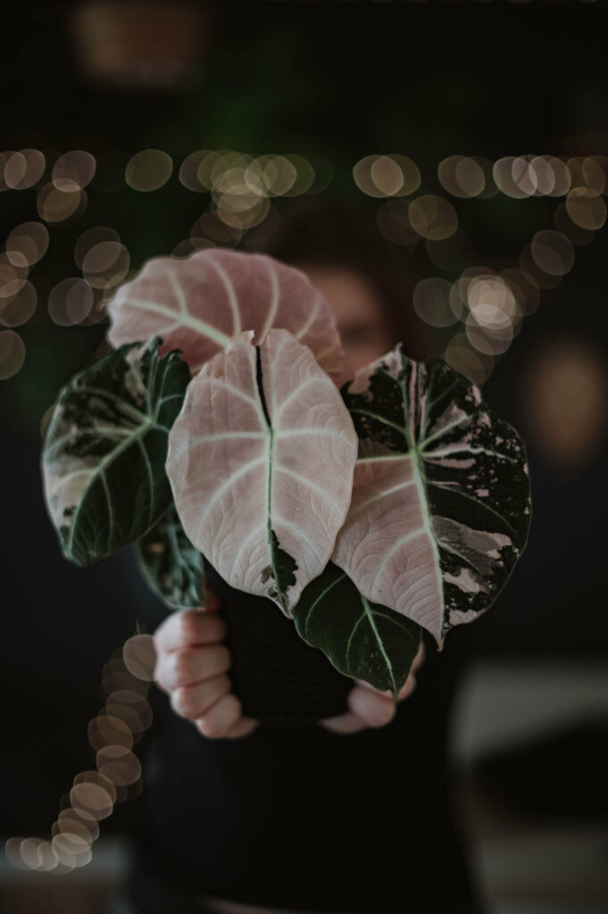 Alocasia black velvet pink variegata