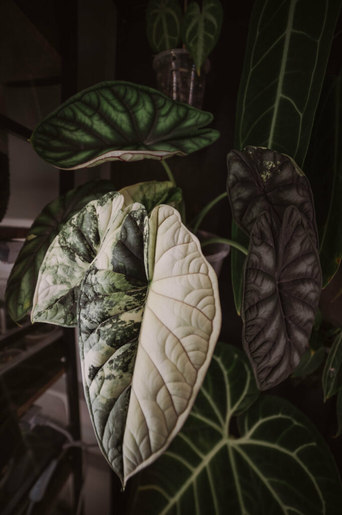 Alocasia dragon scale albo variegata