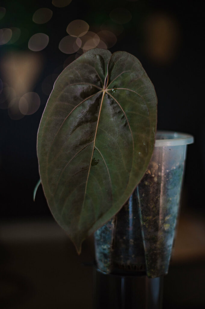Anthurium Dressleri x papi