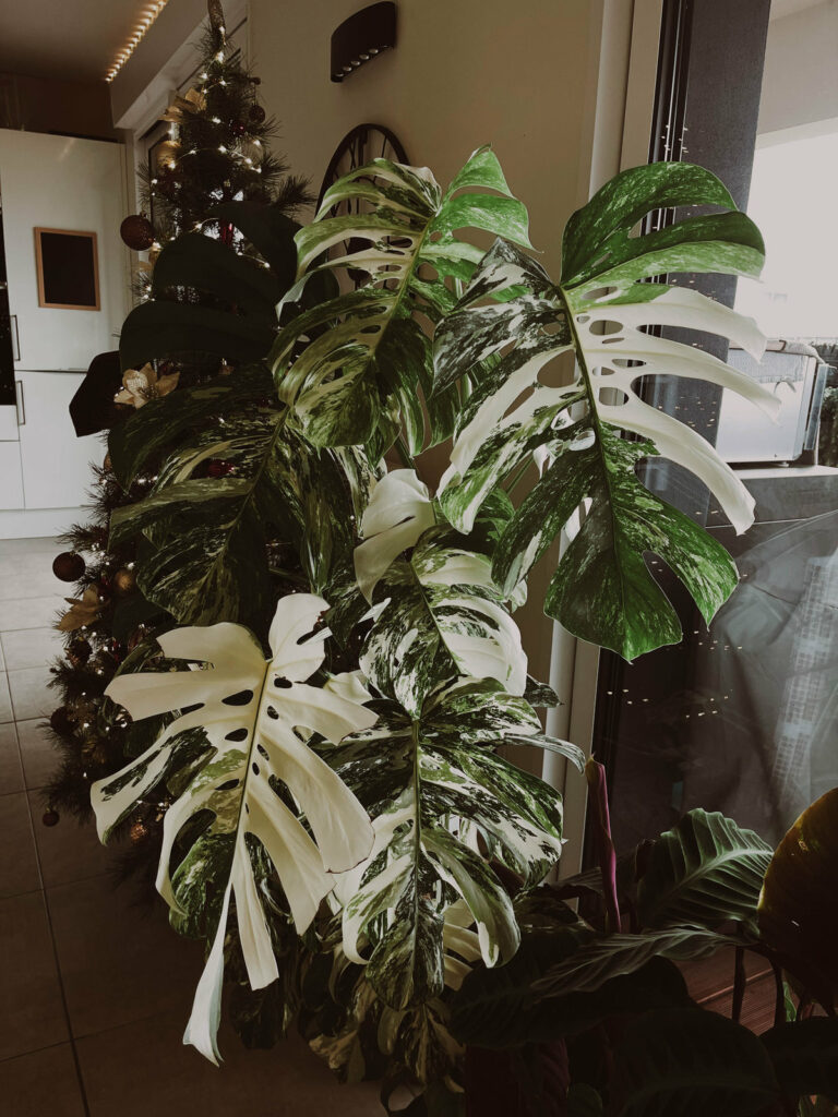 Monstera albo variegata