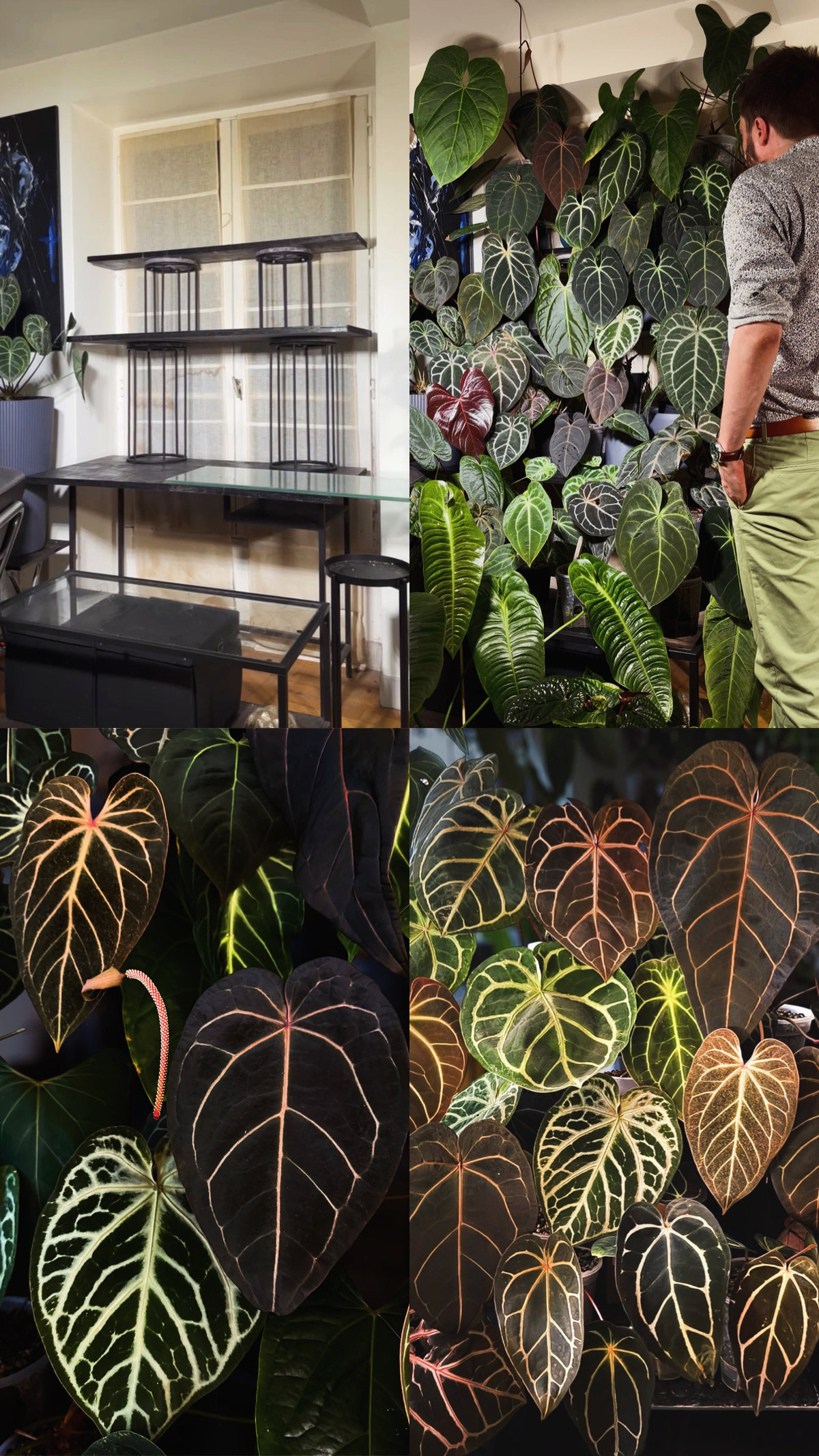 Anthuriums sur structure verticale